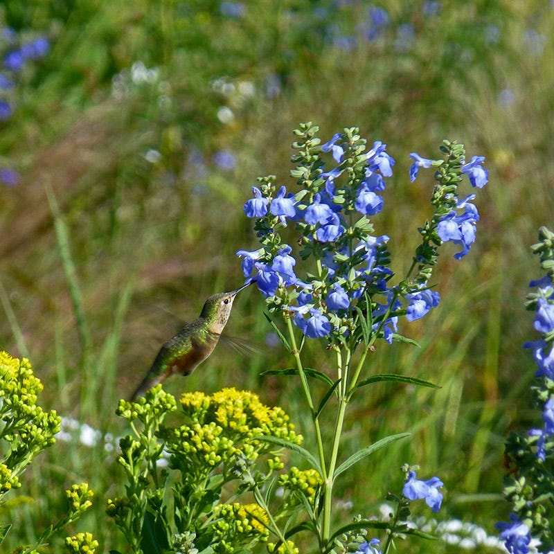 Prairie Salvia - Image 2