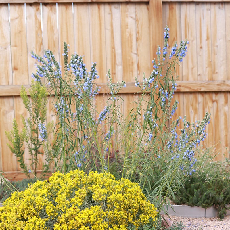 Prairie Salvia - Image 6