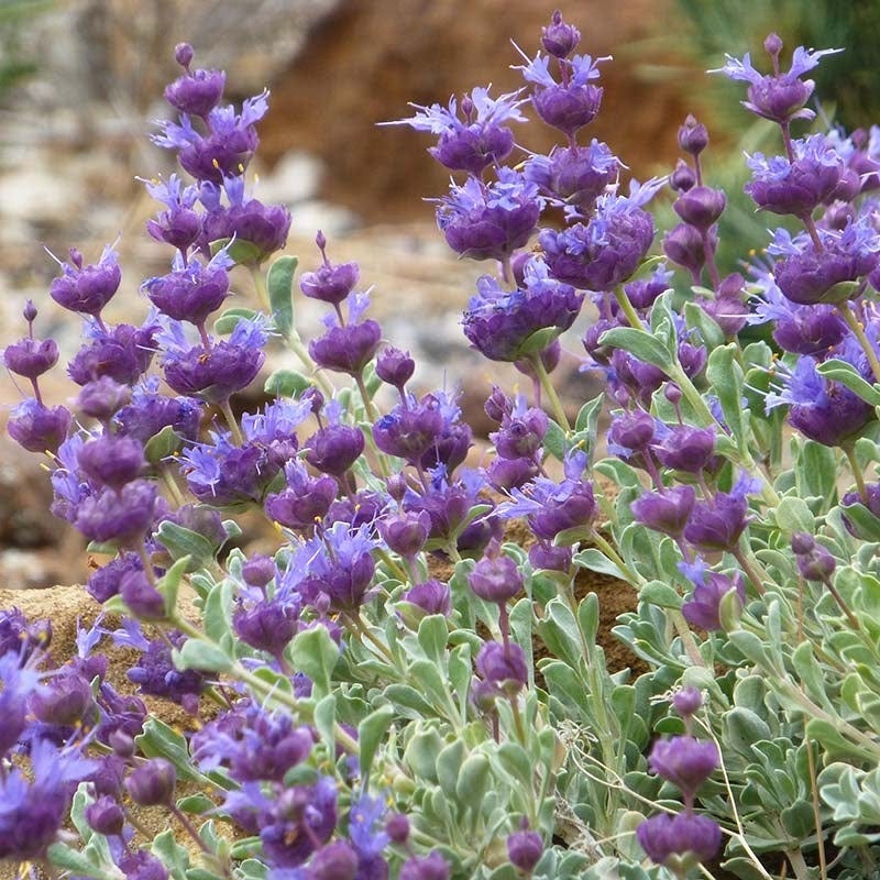 Idaho Perennial Collection - Image 8