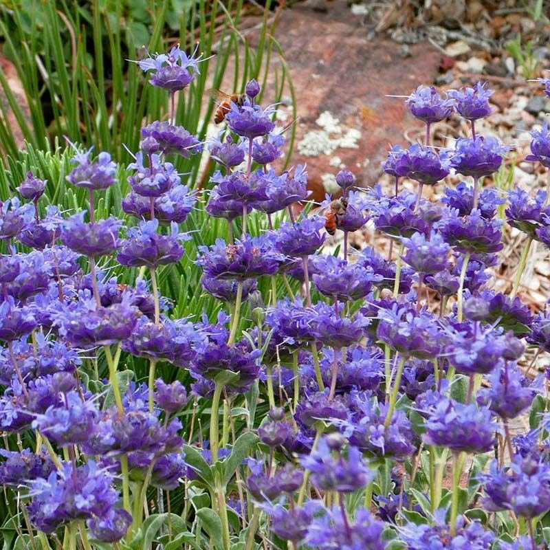 Desert Purple Salvia - Image 3