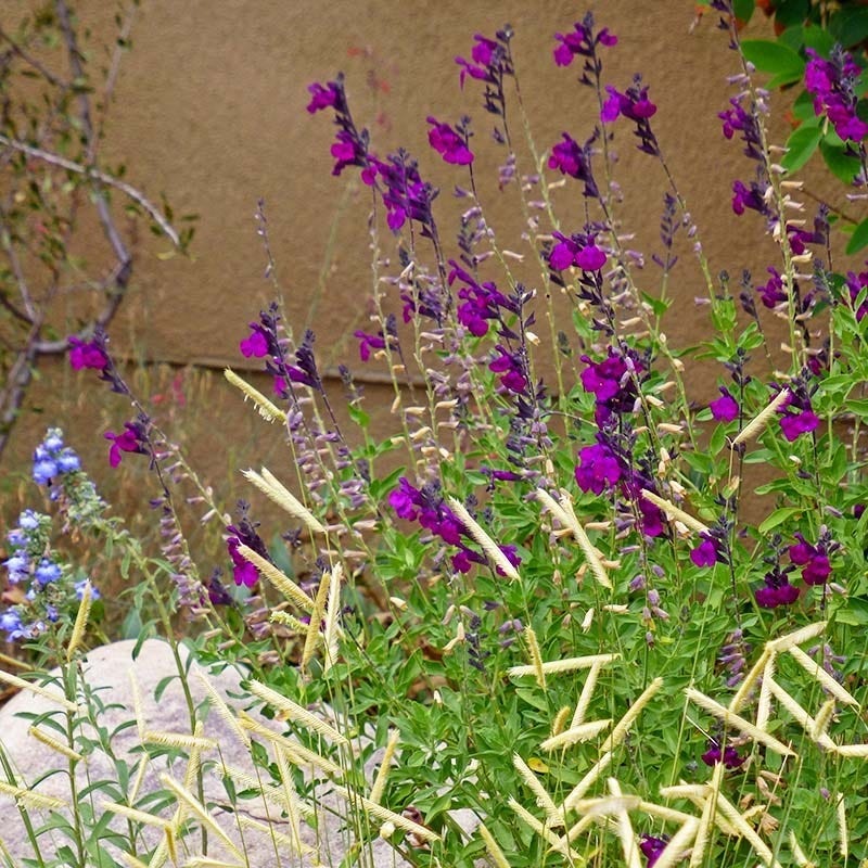 FlowerKisser® Dark Shadows Salvia - Image 2