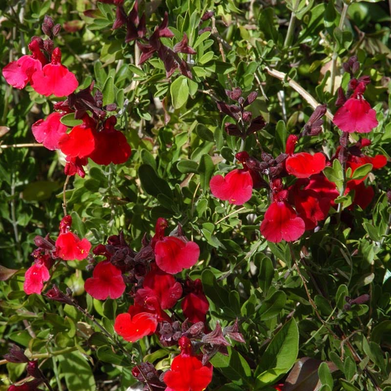 Maraschino Salvia - Image 2