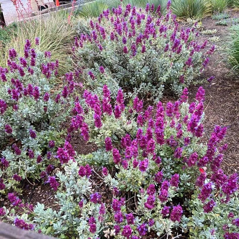 Mulberry Flambe Purple Salvia - Image 4