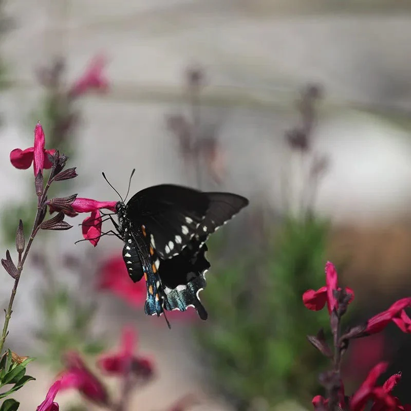 Raspberry Delight® Salvia - Image 4