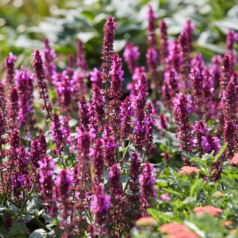 Rose Marvel Salvia - Image 3