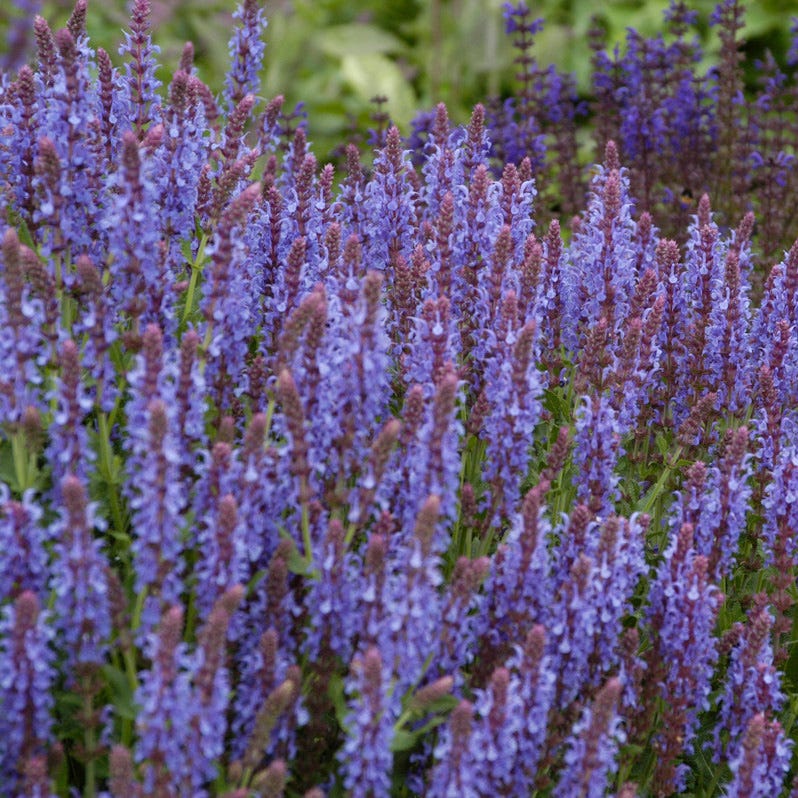 Blue Hill Salvia - Image 2