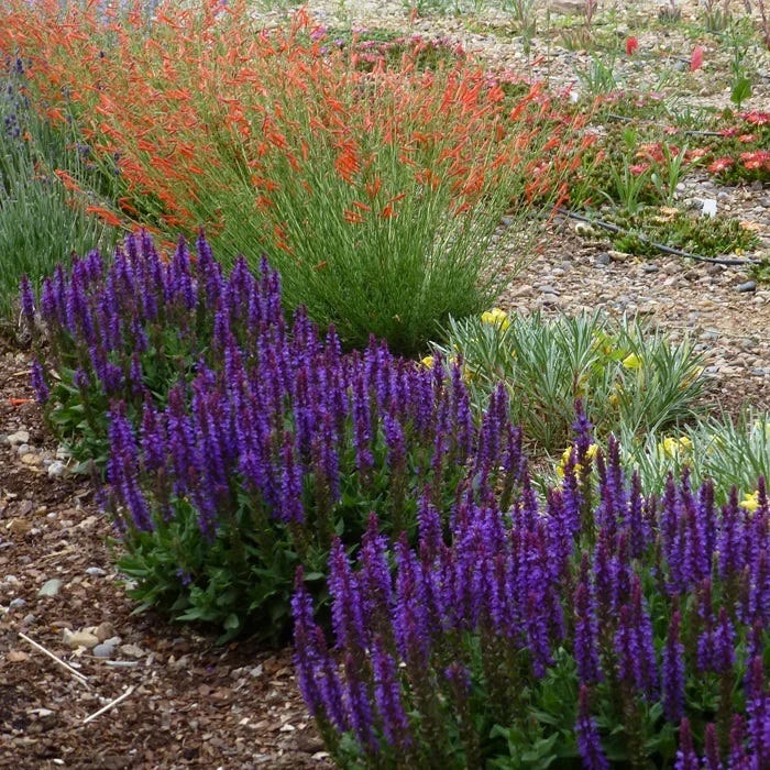 Little Night Salvia - Image 4