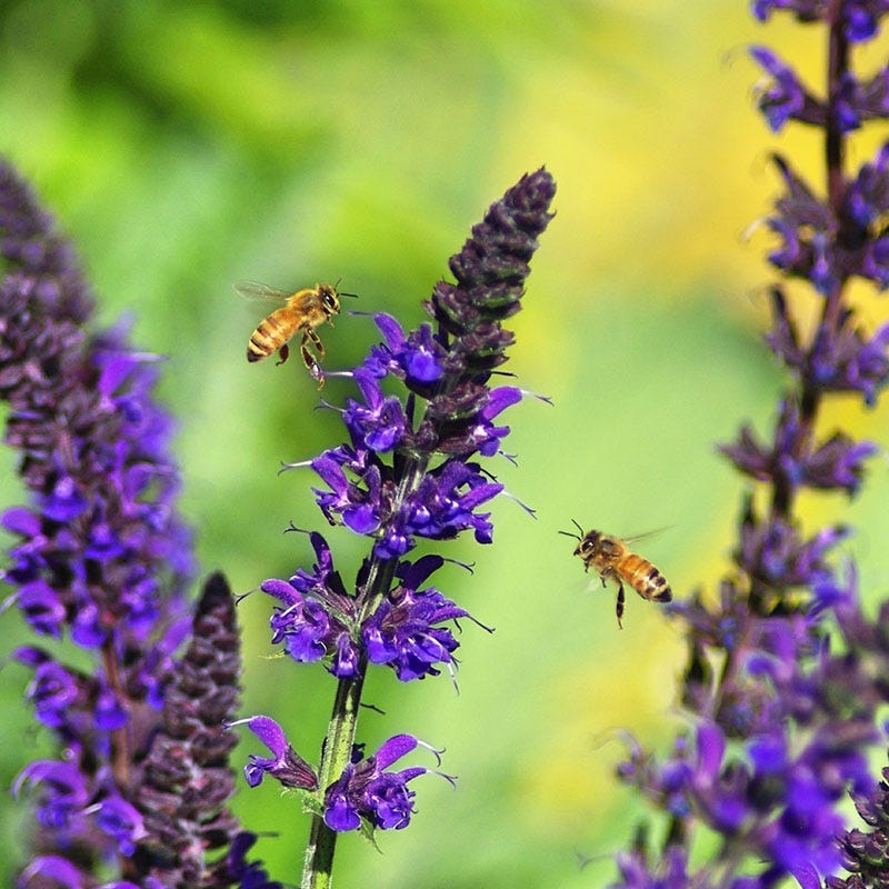 May Night Salvia - Image 2