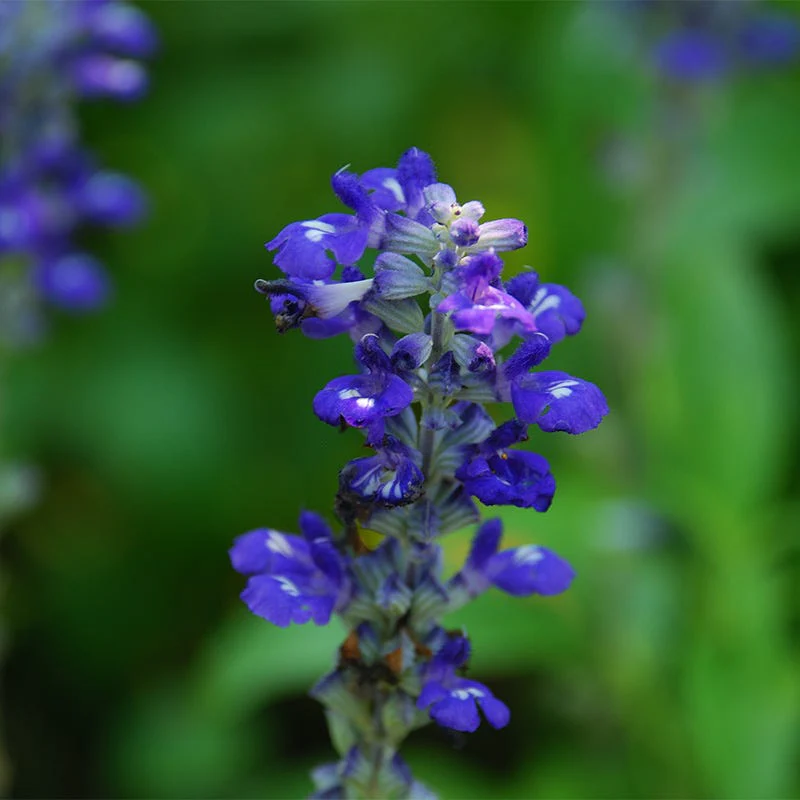 Texas Violet Salvia - Image 3