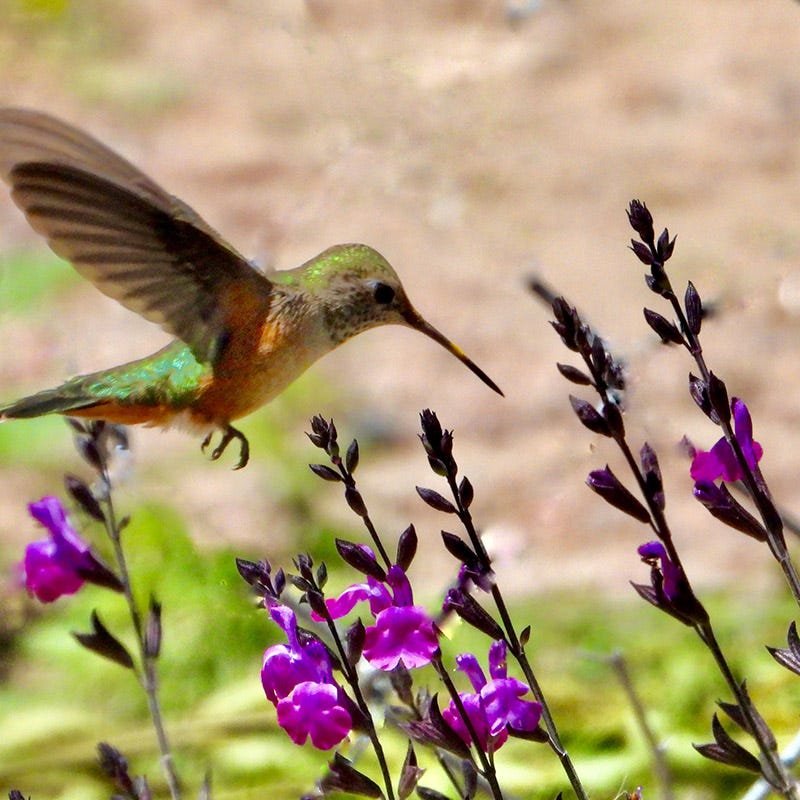 Habitat Hero Birdwatcher Pre-Planned Garden - Image 17