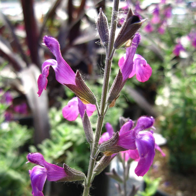 Ultra Violet Salvia - Image 3