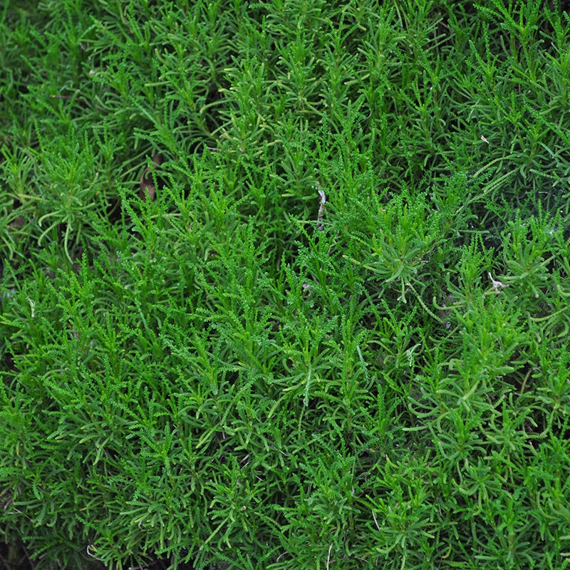 Green Santolina - Image 3