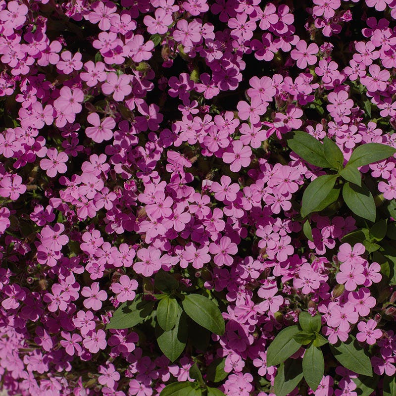 Saponaria ocymoides - Image 3