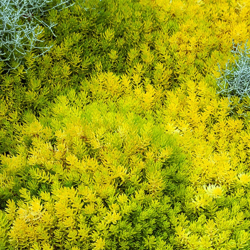 Angelina Sedum - Image 6