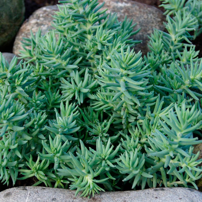 Blue Spruce Sedum - Image 3