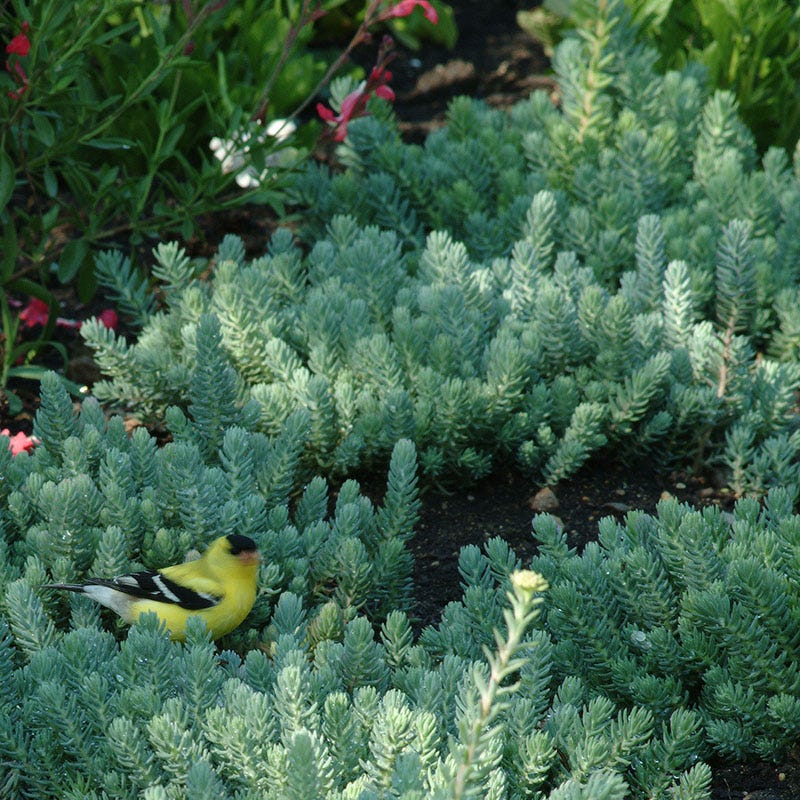 Blue Spruce Sedum - Image 4