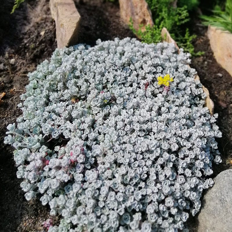 Cape Blanco Sedum - Image 3