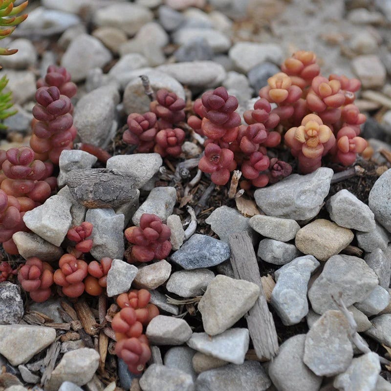 Old Man's Bones Sedum - Image 4