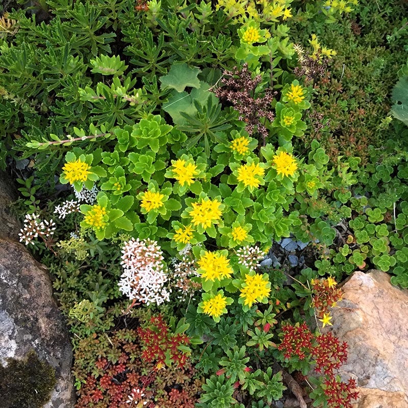 Orange Stonecrop - Image 3