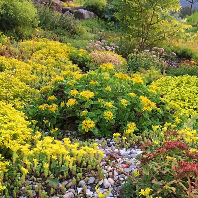 Orange Stonecrop - Image 5