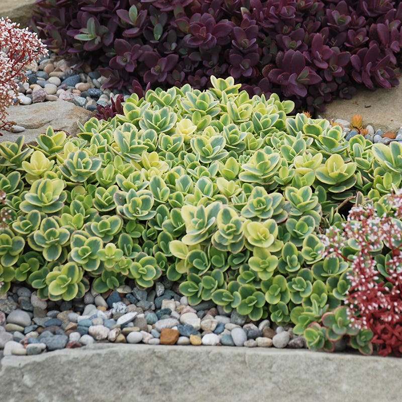 SunSparkler® Sedum Collection - Image 4