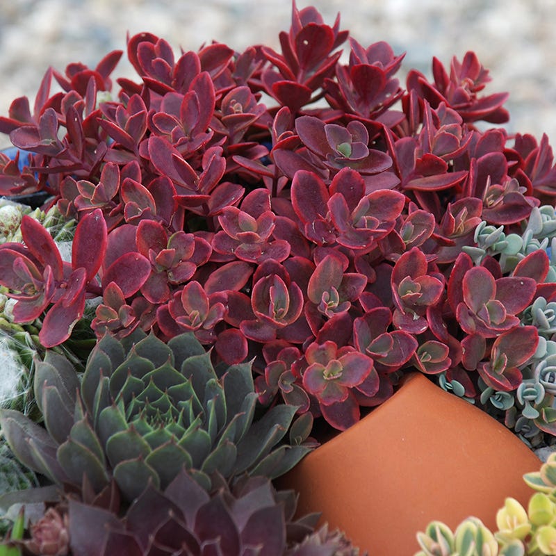 SunSparkler® Sedum Collection - Image 6