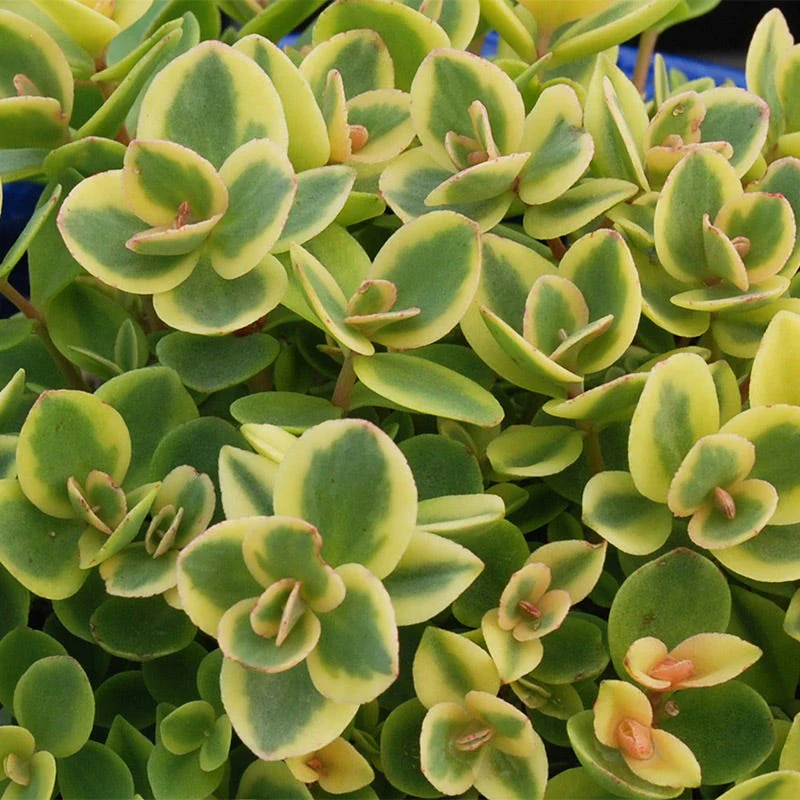 SunSparkler® Lime Twister Sedum - Image 3