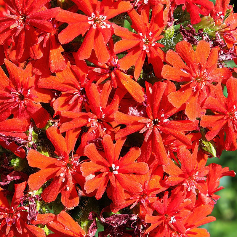 Maltese Cross (Silene) - Image 2
