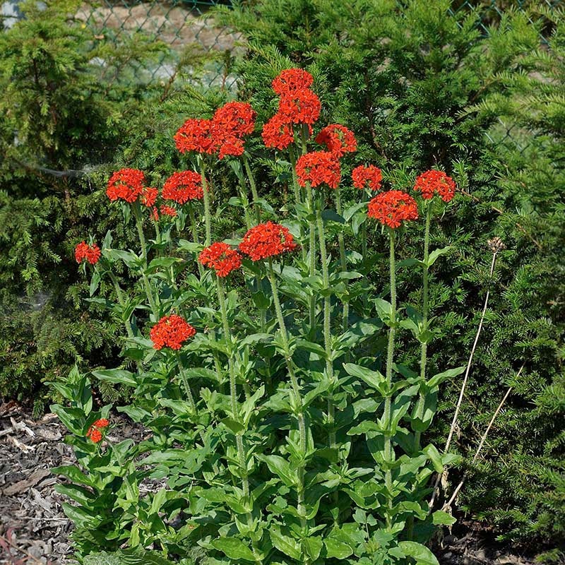 Maltese Cross (Silene) - Image 3