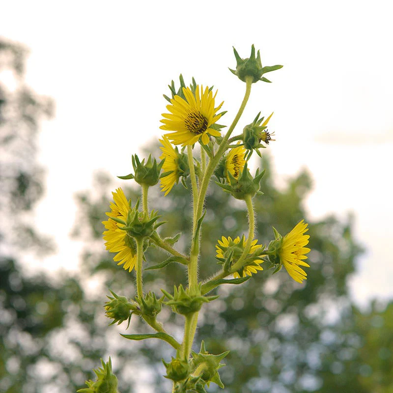 Compass Plant - Image 3