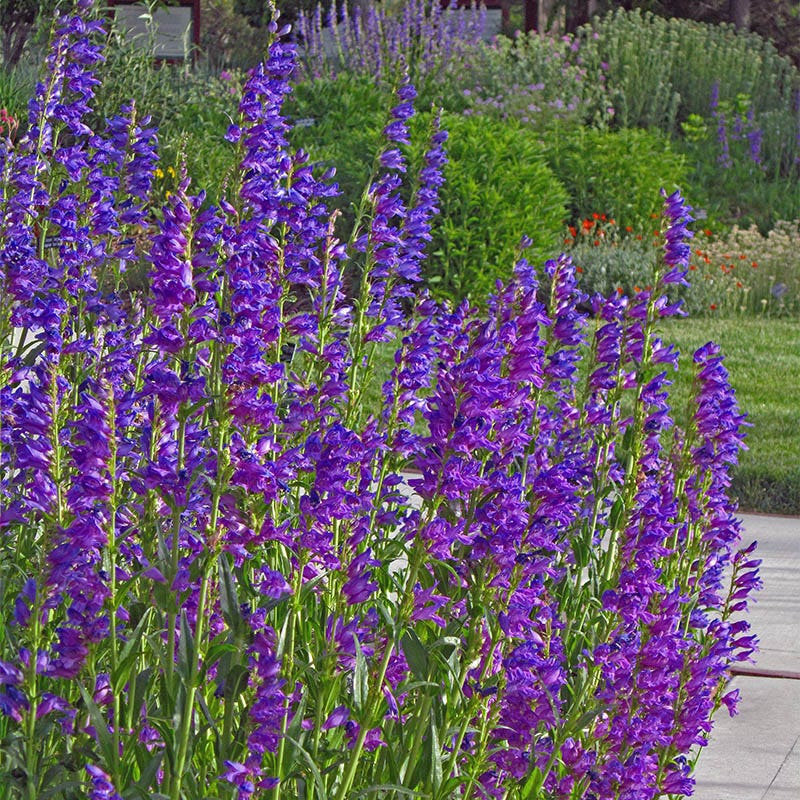 Soft Colors Inferno Strip Pre-Planned Garden - Image 15