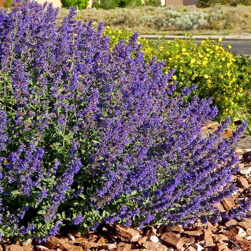 Large Soft Colors Inferno Strip Pre-Planned Garden - Image 13