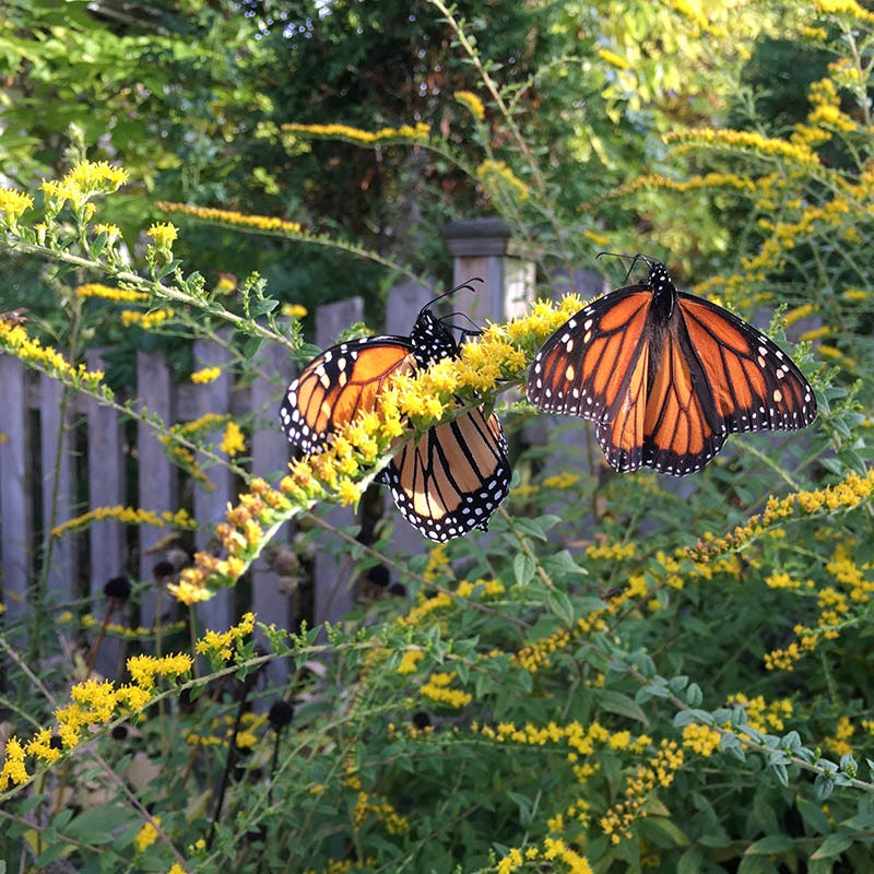 Pollinator Paradise Pre-Planned Garden - Image 7