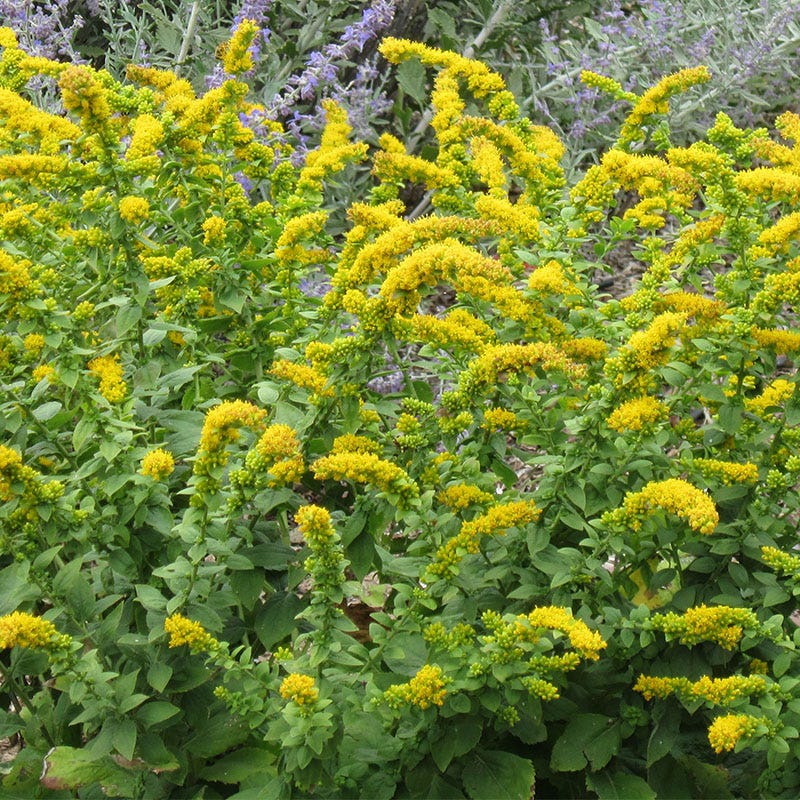 Native Southwest Songbird Pre-Planned Garden - Image 10