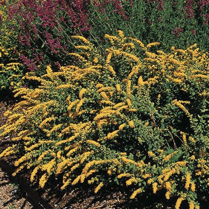Golden Fleece Goldenrod (Solidago) - Image 3