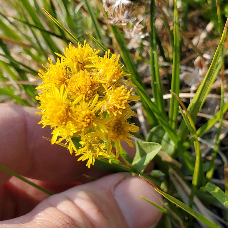 Rocky Mountain Goldenrod (Solidago) - Image 3