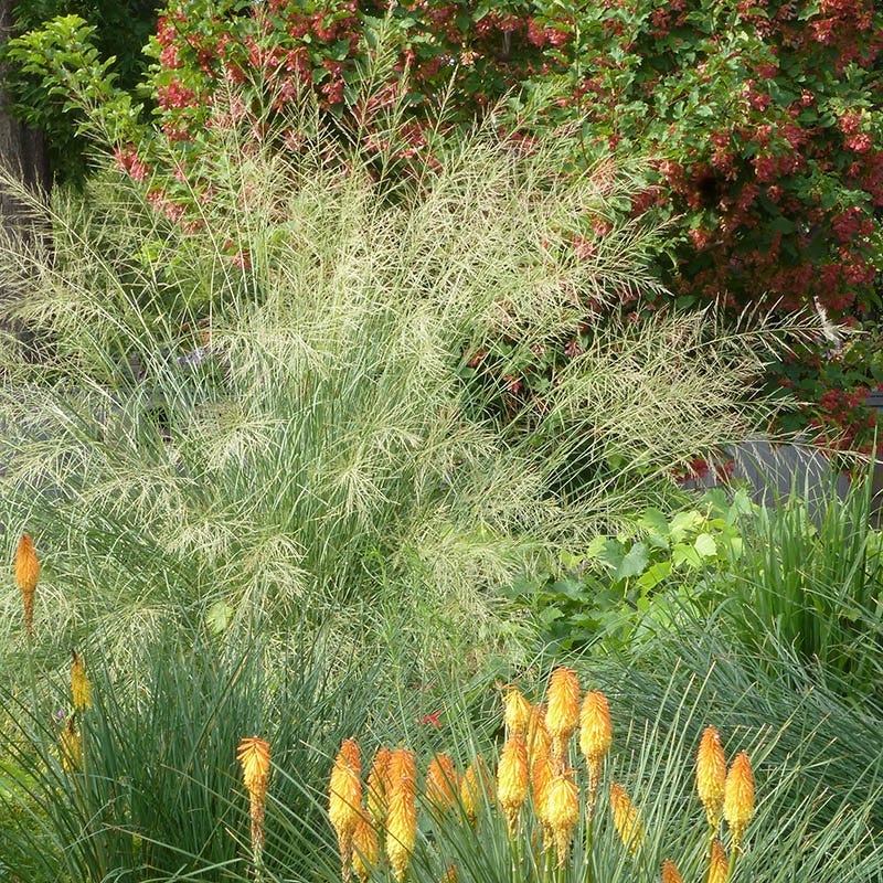 Giant Sacaton Grass - Image 2