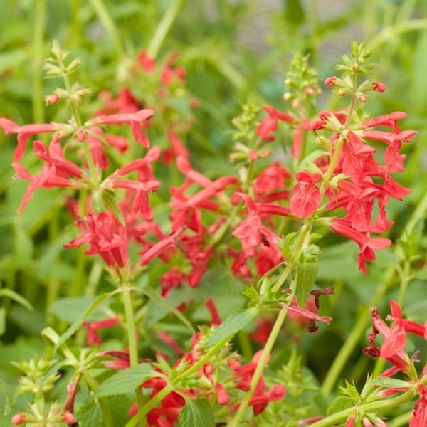 Red Flowered Lamb's Ear - Image 3