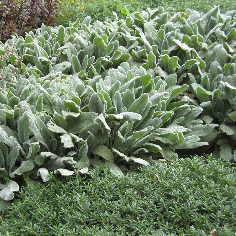 Silver Carpet Lamb's Ear - Image 3