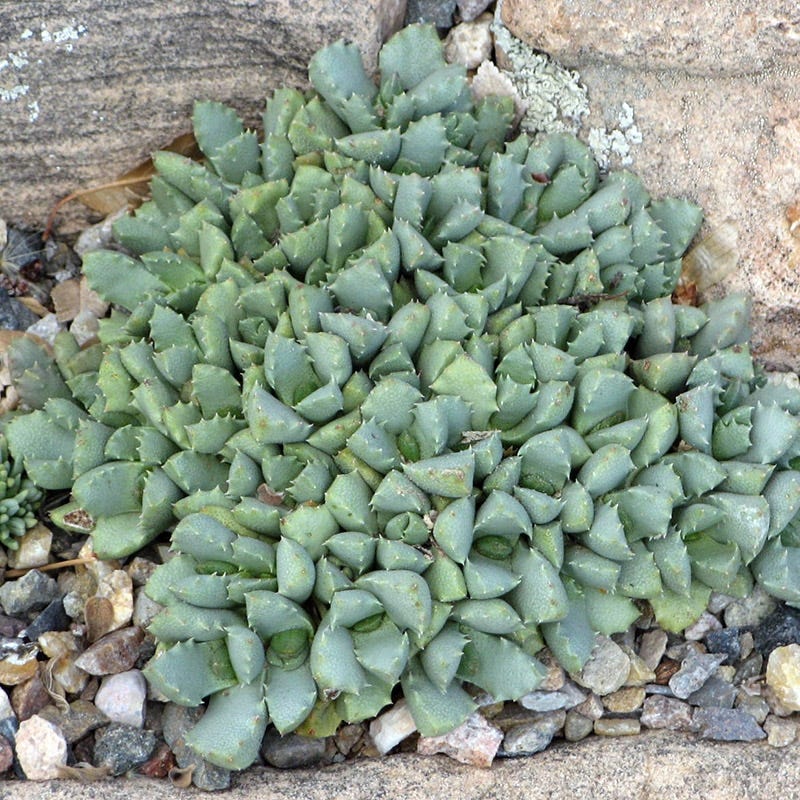 Sutherland Night Blooming Ice Plant (Stomatium) - Image 2