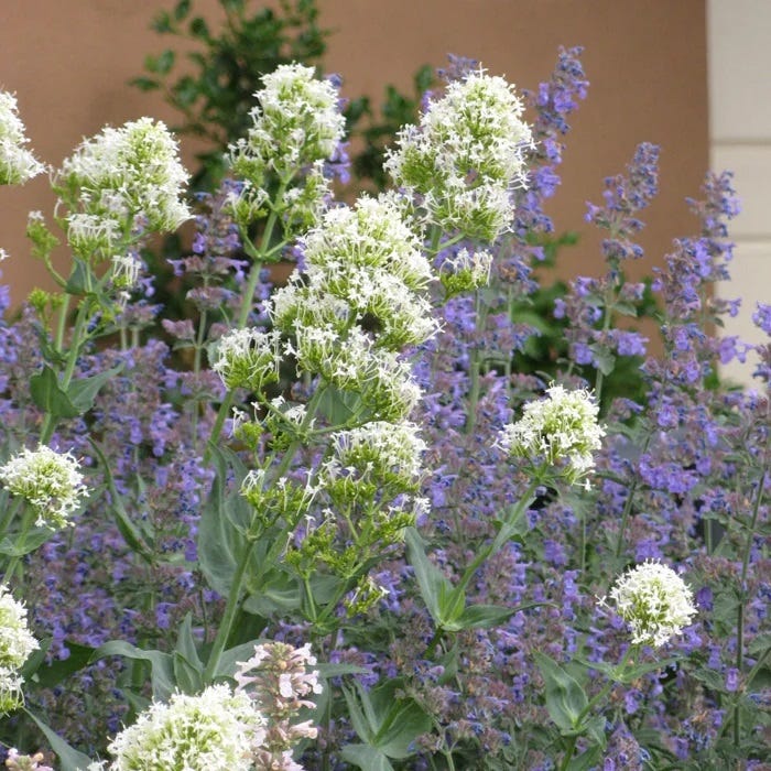 Summer Showstopper Pre-Planned Garden - Image 11