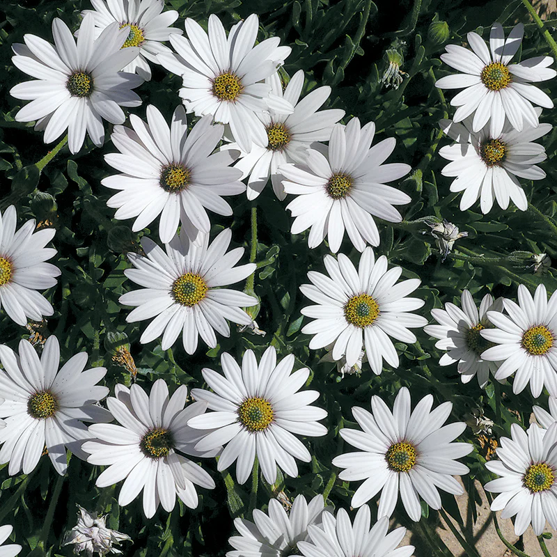 Avalanche Sun Daisy