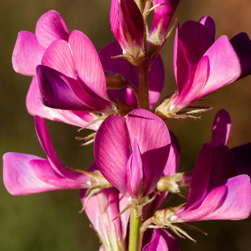 Utah Sweet-vetch - Image 2