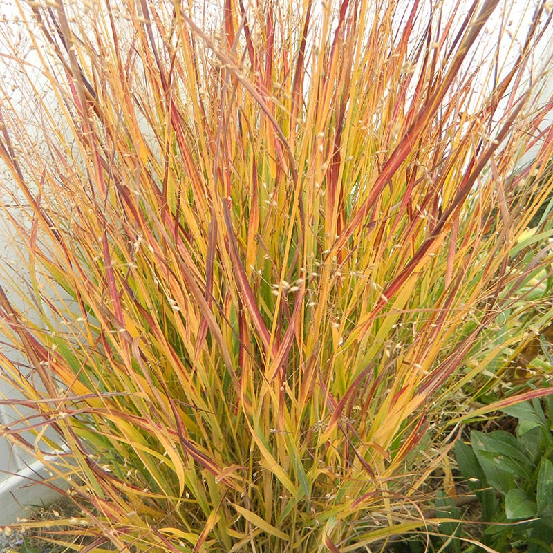 Ruby Ribbons® Prairie Switchgrass - Image 2