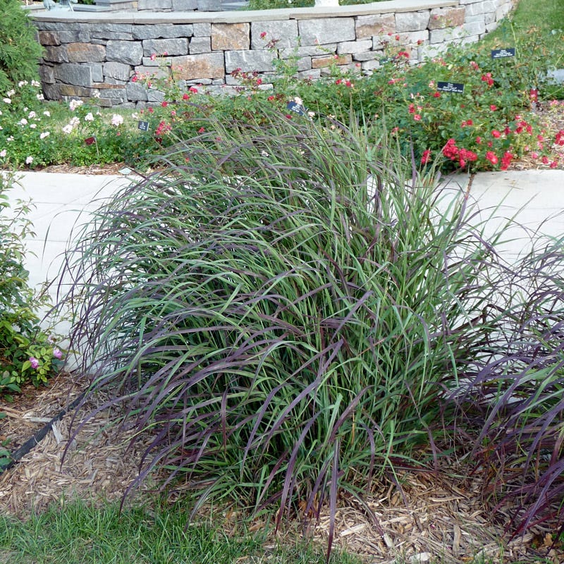 Ruby Ribbons® Prairie Switchgrass - Image 5