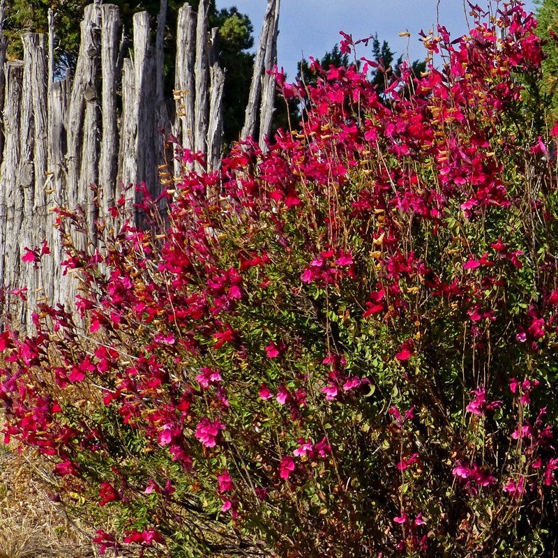 Texas Perennial Collection - Image 6