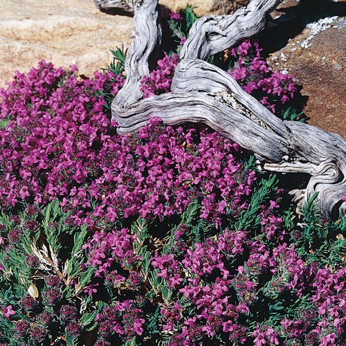 Juniper Leaf Thyme - Image 3