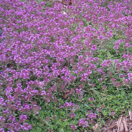 Red Mother-of-Thyme - Image 2