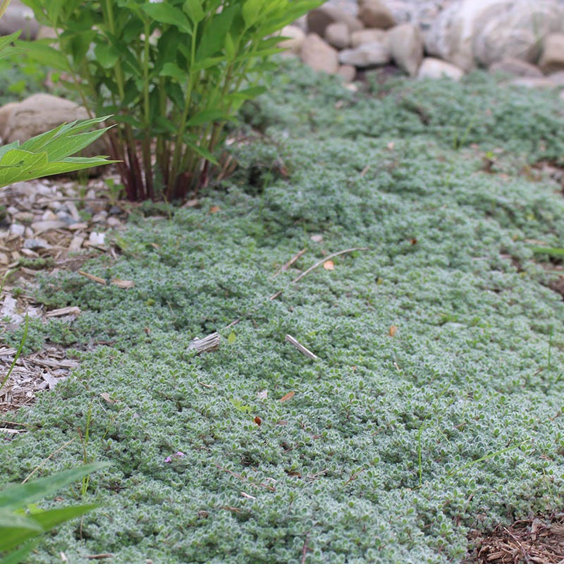 Woolly Thyme - Image 2