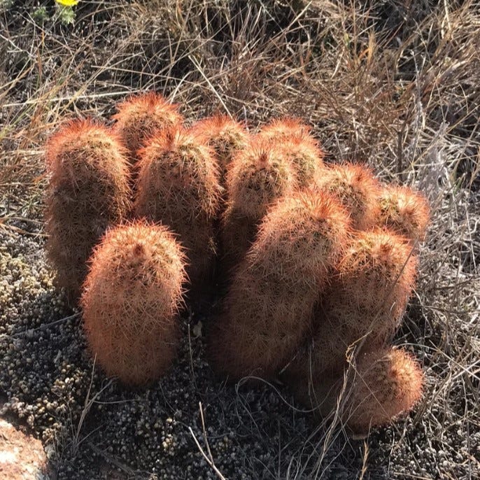 Southwest Native Cacti Collection - Image 2